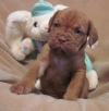 Akc-Register-Dogue-De-Bordeaux-Need-New-Families-