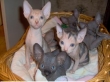 Adorable-Sphynx-Kittens-Available-